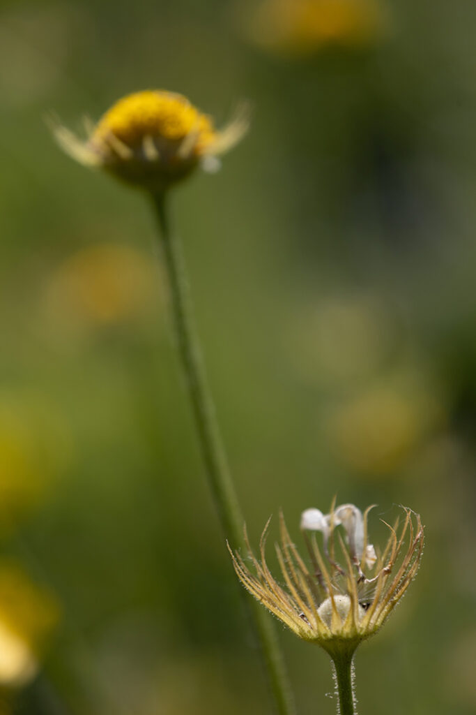 leere Blüte