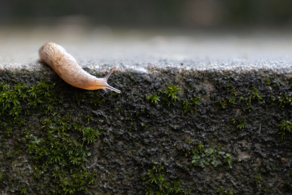 kleine Schnecke