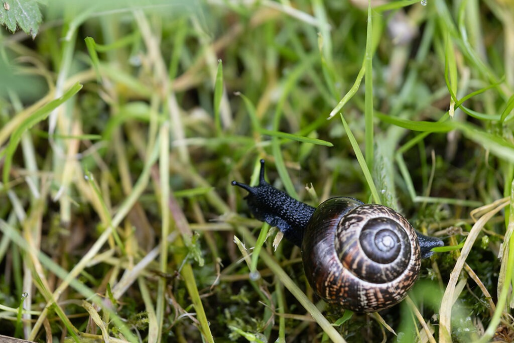 kleine schwarze Schnecke