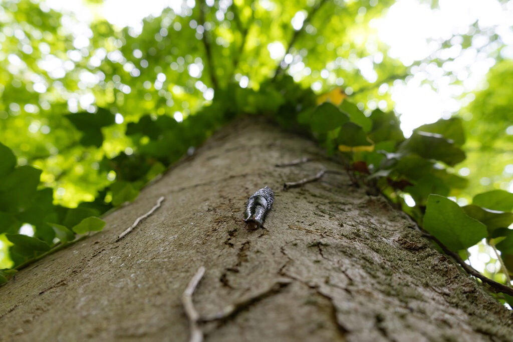 Schnecke am Baum