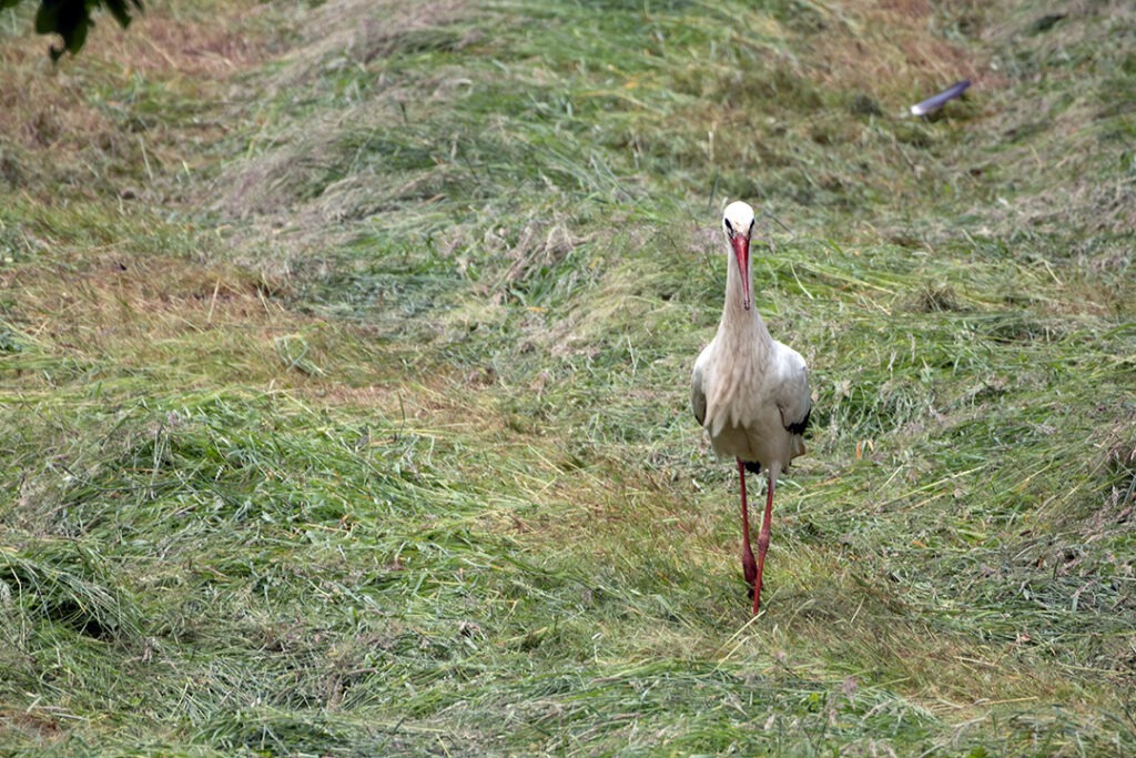 Storch