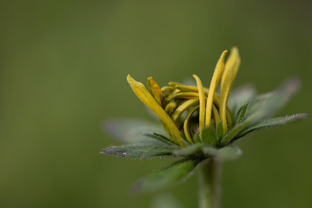 schwarzäugige Rudbeckie