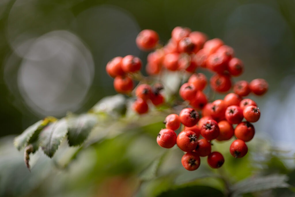 Vogelbeeren