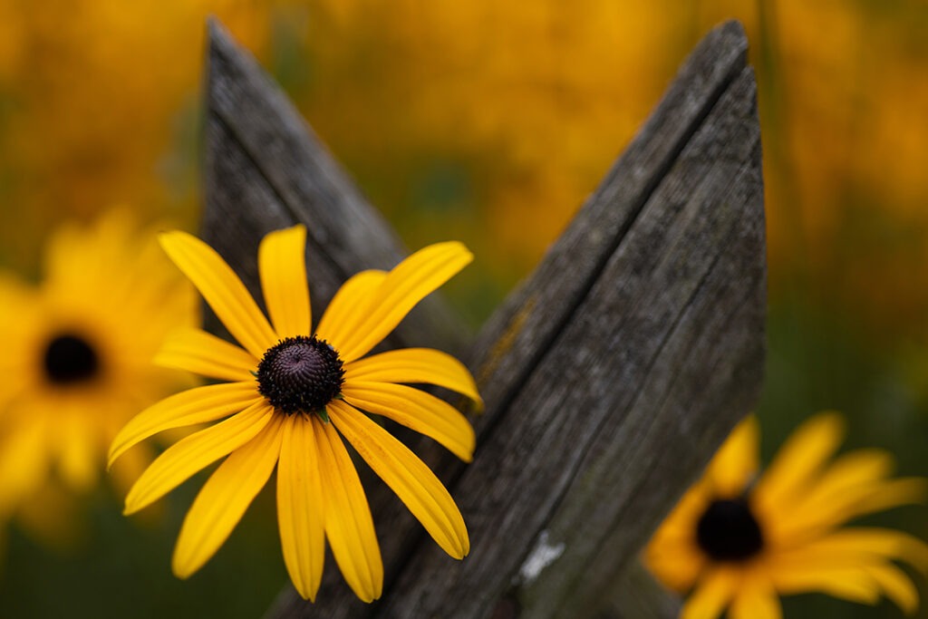 Zaun mit Blumen