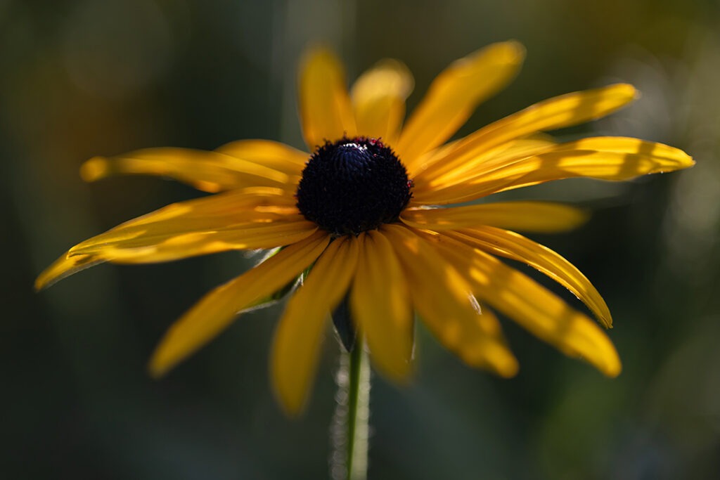 Schwarzäugige Rudbeckien