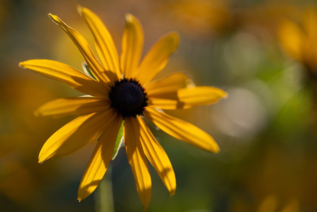 Schwarzäugige Rudbeckien