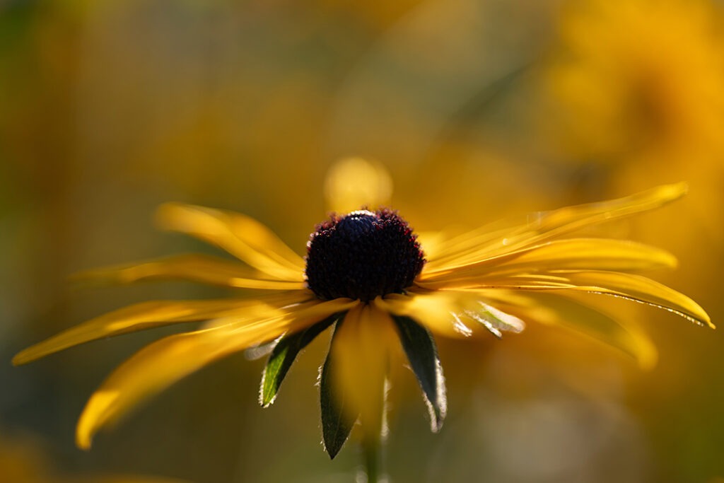 Schwarzäugige Rudbeckien