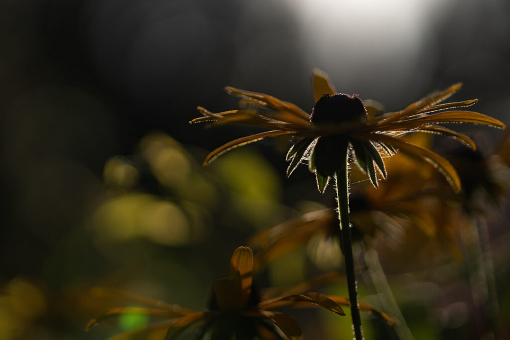 Schwarzäugige Rudbeckie im Gegenlicht