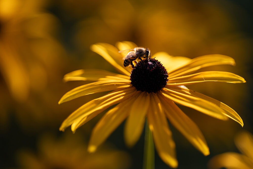 Schwarzäugige Rudbeckien